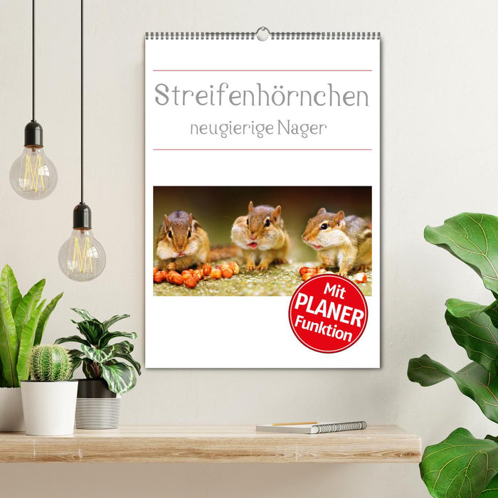 Streifenhörnchen - neugierige Nager (CALVENDO Wandkalender 2024)