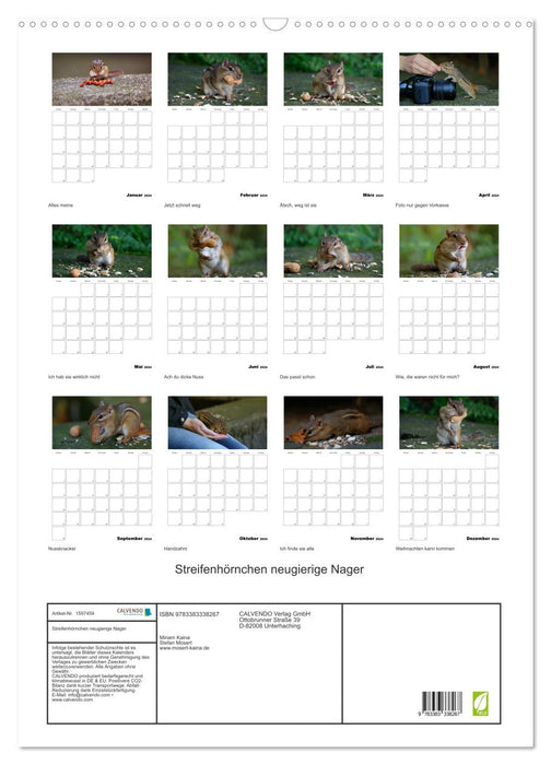 Chipmunks - curious rodents (CALVENDO wall calendar 2024) 