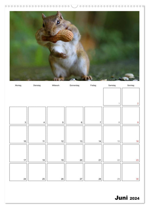 Streifenhörnchen - neugierige Nager (CALVENDO Wandkalender 2024)