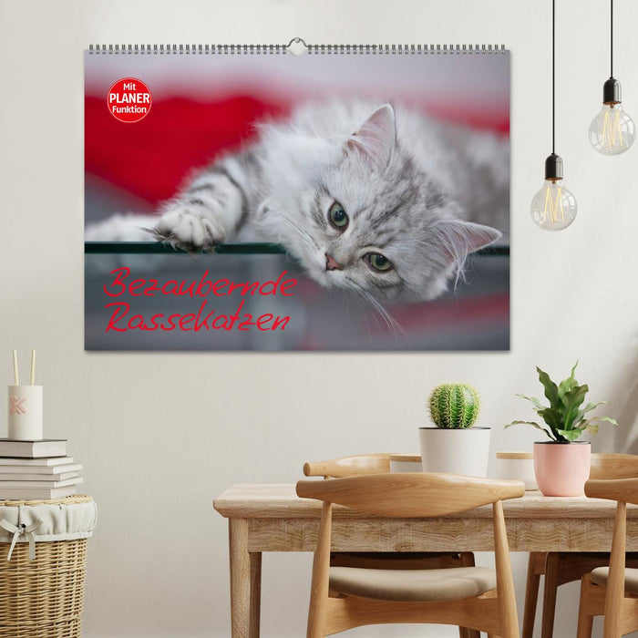 Enchanting purebred cats (CALVENDO wall calendar 2024) 