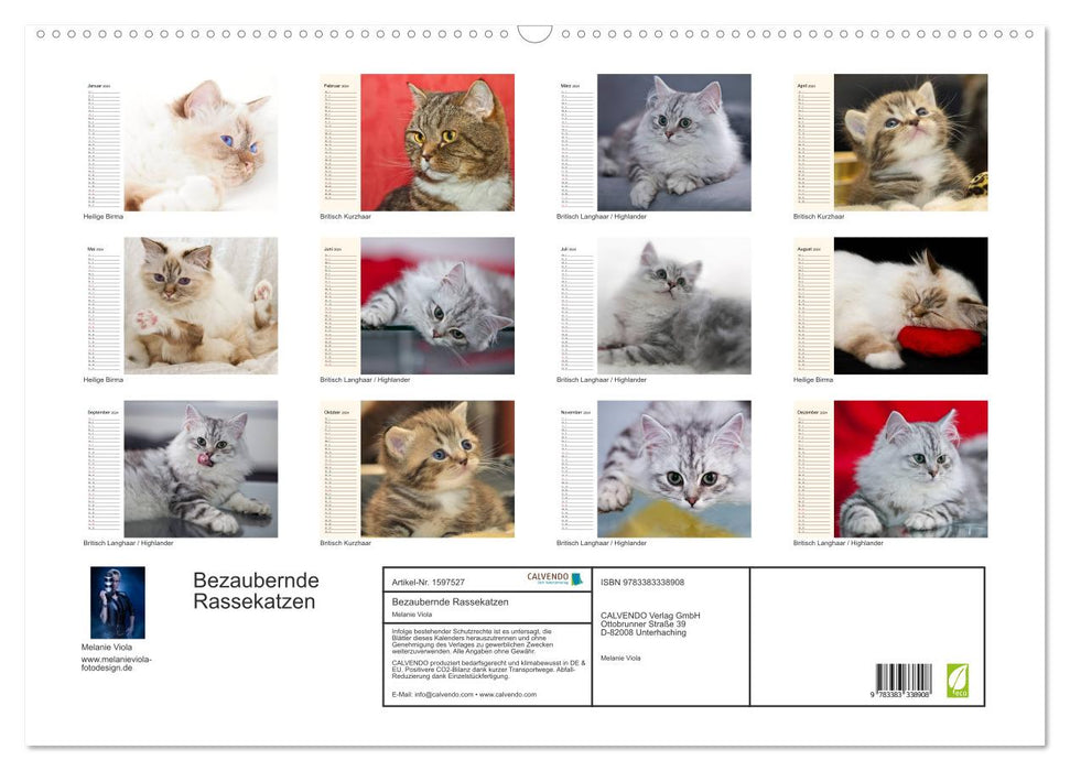 Enchanting purebred cats (CALVENDO wall calendar 2024) 