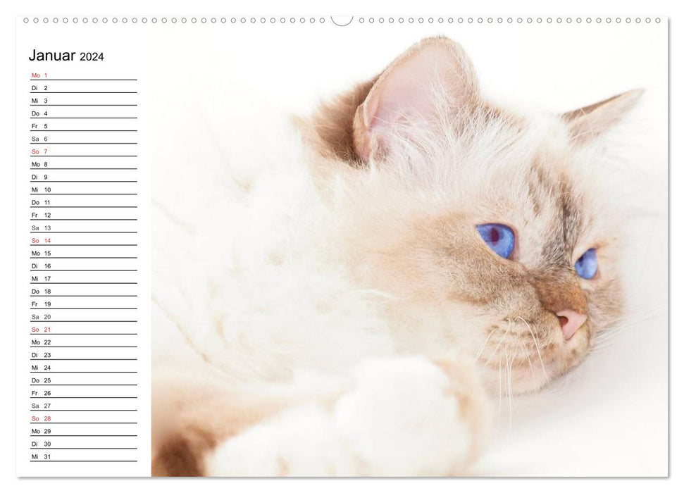 Enchanting purebred cats (CALVENDO wall calendar 2024) 