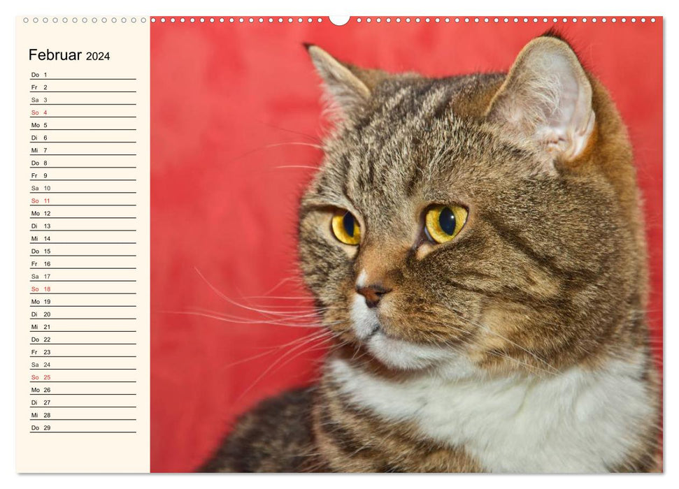 Enchanting purebred cats (CALVENDO wall calendar 2024) 