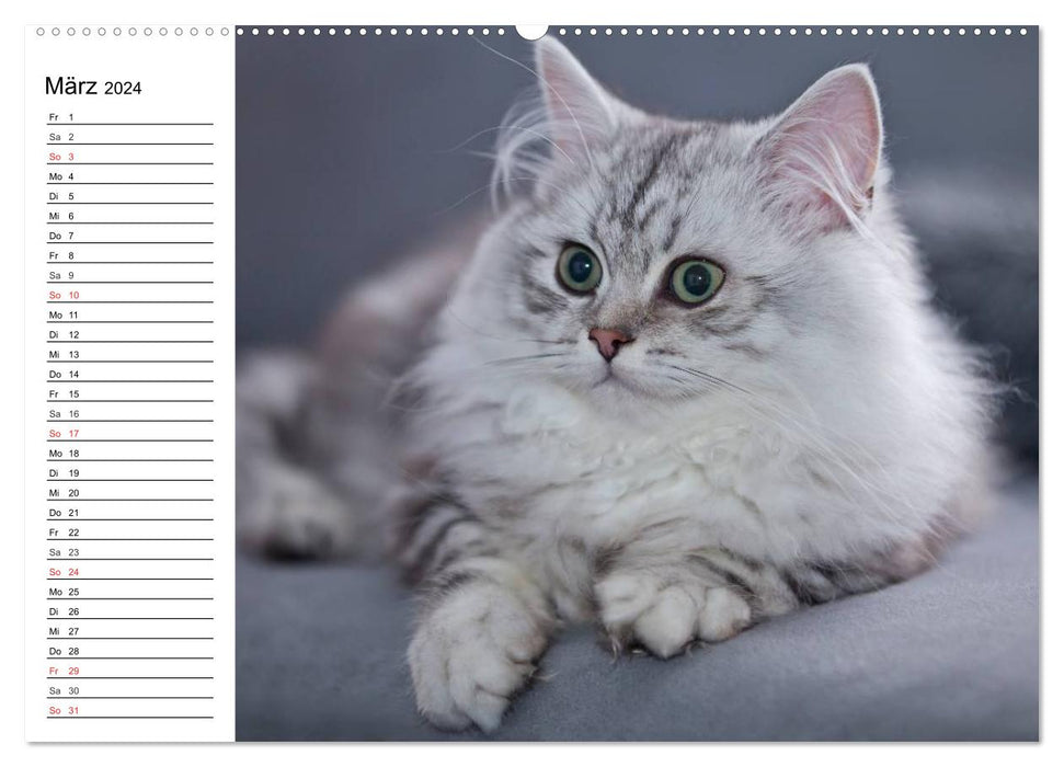 Enchanting purebred cats (CALVENDO wall calendar 2024) 