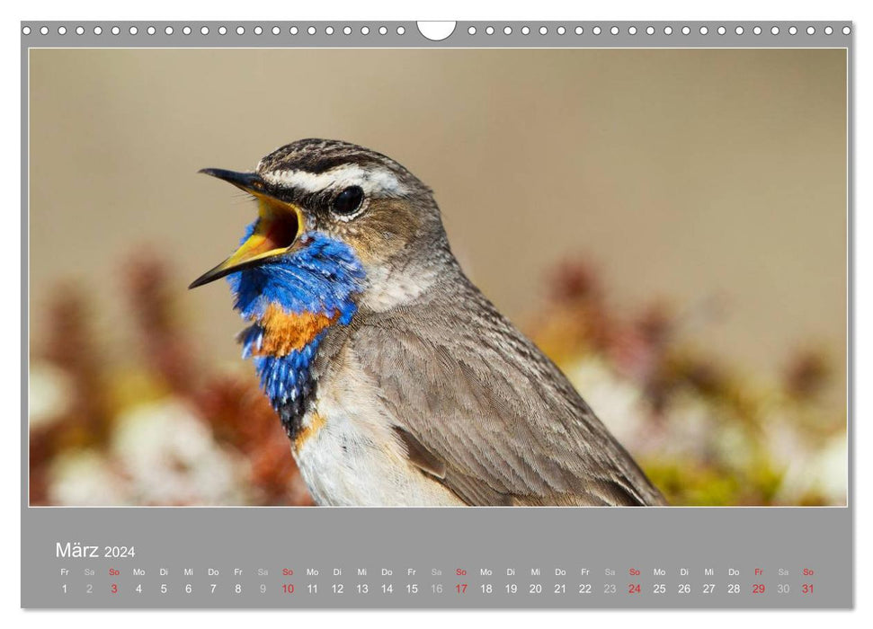 ÖLAND - Besuch im etwas anderen Schweden 2024 (CALVENDO Wandkalender 2024)