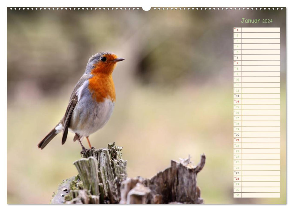 Gefiederte Schönheiten - Das Rotkehlchen / Planer (CALVENDO Wandkalender 2024)