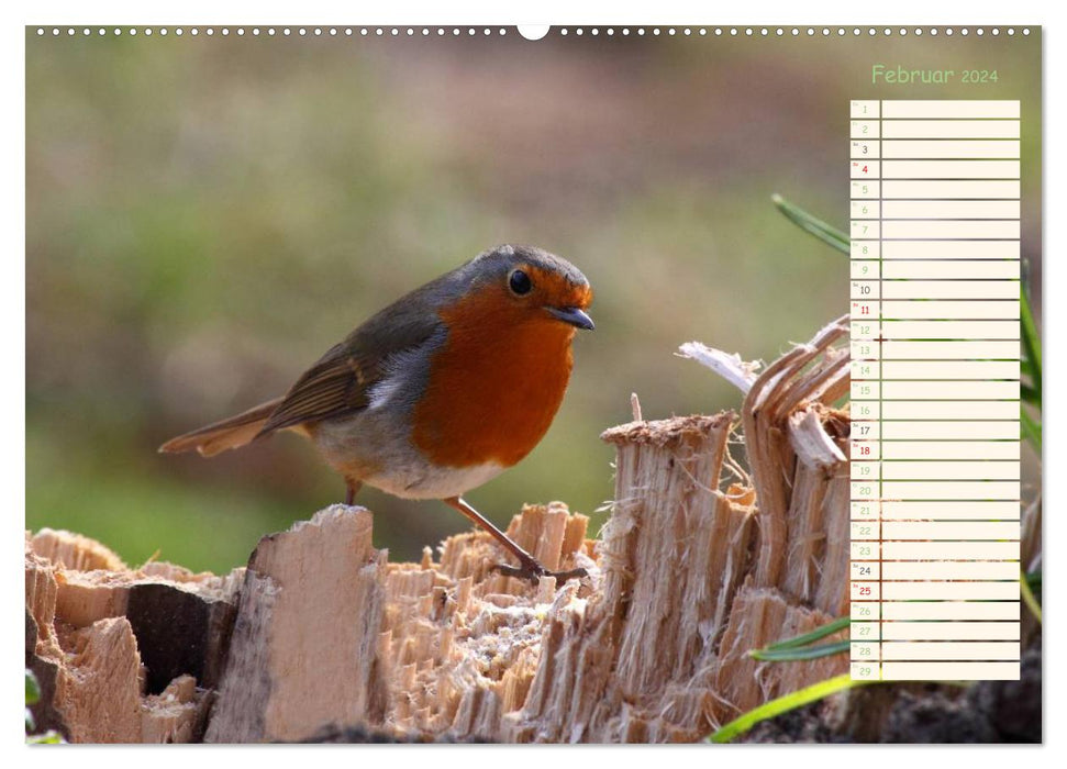 Feathered Beauties - The Robin / Planner (CALVENDO Wall Calendar 2024) 