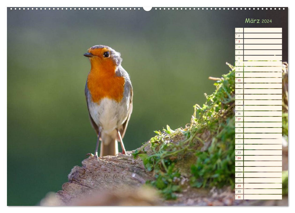 Gefiederte Schönheiten - Das Rotkehlchen / Planer (CALVENDO Wandkalender 2024)