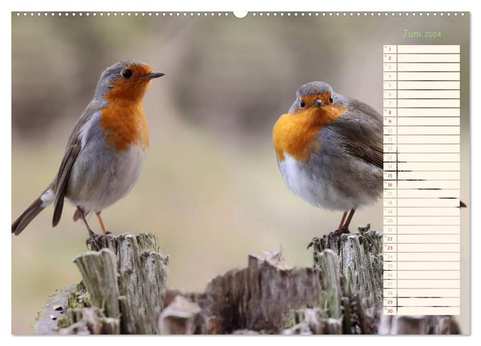 Gefiederte Schönheiten - Das Rotkehlchen / Planer (CALVENDO Wandkalender 2024)