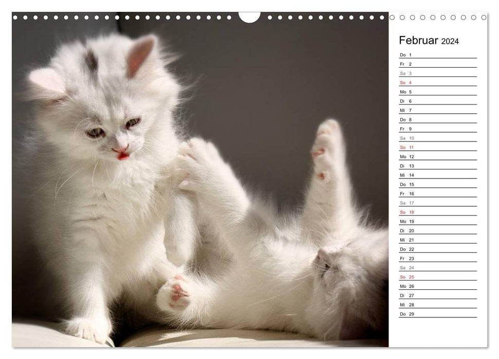 From the Persian cat's nursery (CALVENDO wall calendar 2024) 