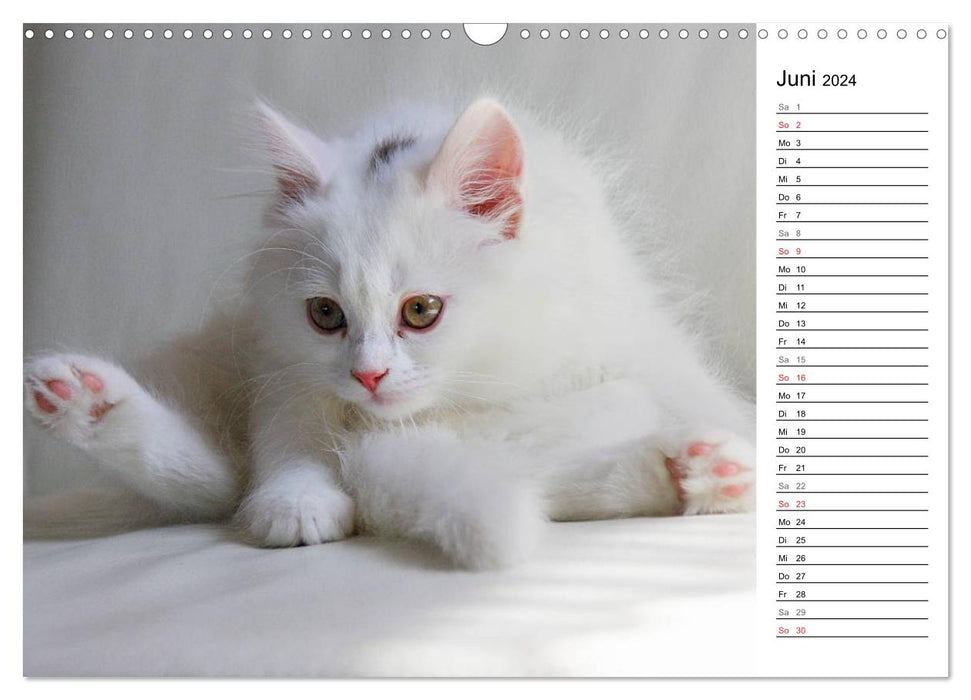 From the Persian cat's nursery (CALVENDO wall calendar 2024) 