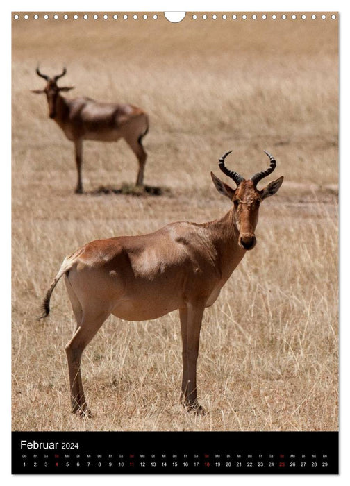 Kenia, Tiere in der Masai Mara (CALVENDO Wandkalender 2024)