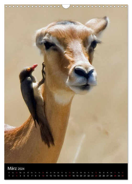 Kenia, Tiere in der Masai Mara (CALVENDO Wandkalender 2024)