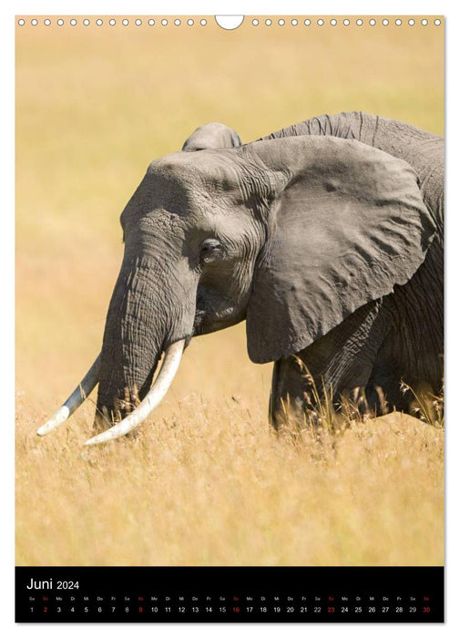 Kenya, animals in the Masai Mara (CALVENDO wall calendar 2024) 