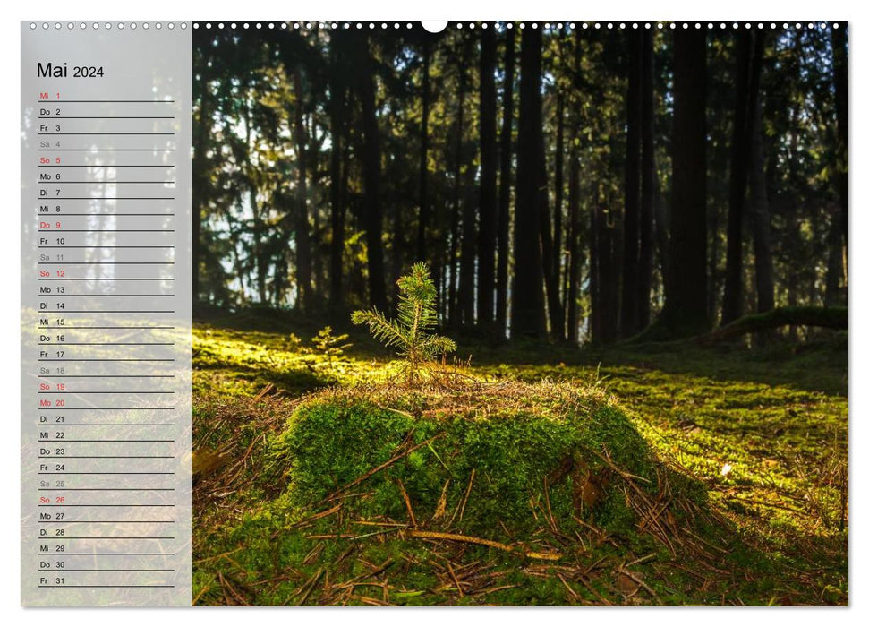 Enchanting forest landscapes (CALVENDO wall calendar 2024) 