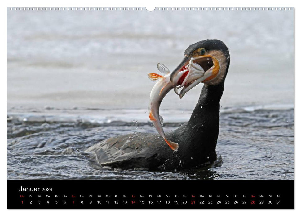 Cormorant. The Fish Hunter (CALVENDO Premium Wall Calendar 2024) 