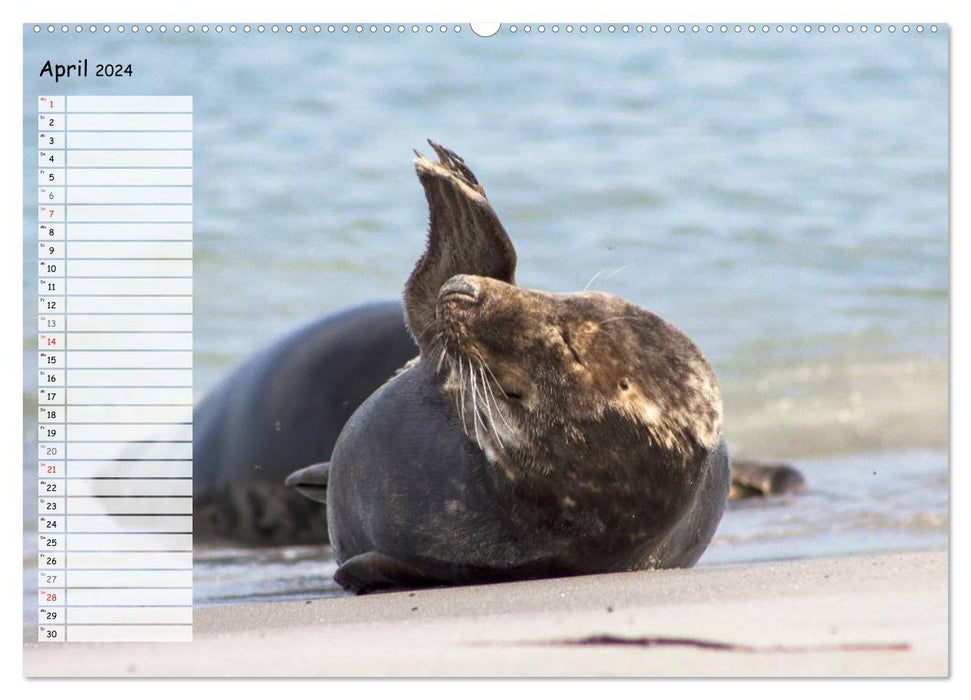 Helgoland - île idyllique de la mer du Nord (calendrier mural CALVENDO 2024) 