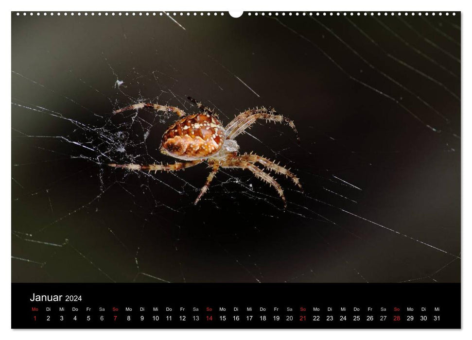 Our spiders - in conversation (CALVENDO wall calendar 2024) 