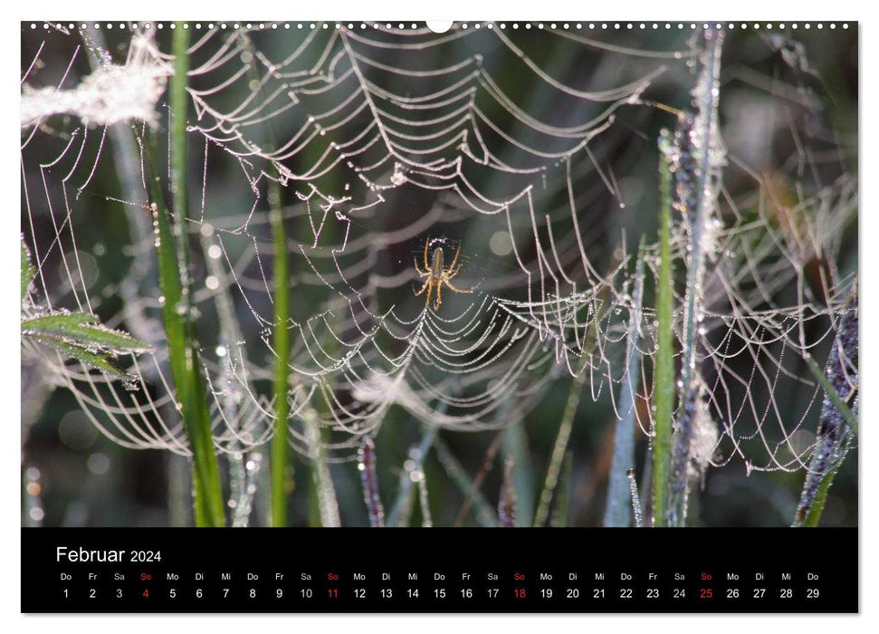 Unsere Spinnen - im Gespräch (CALVENDO Wandkalender 2024)