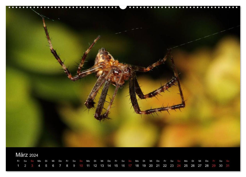 Unsere Spinnen - im Gespräch (CALVENDO Wandkalender 2024)