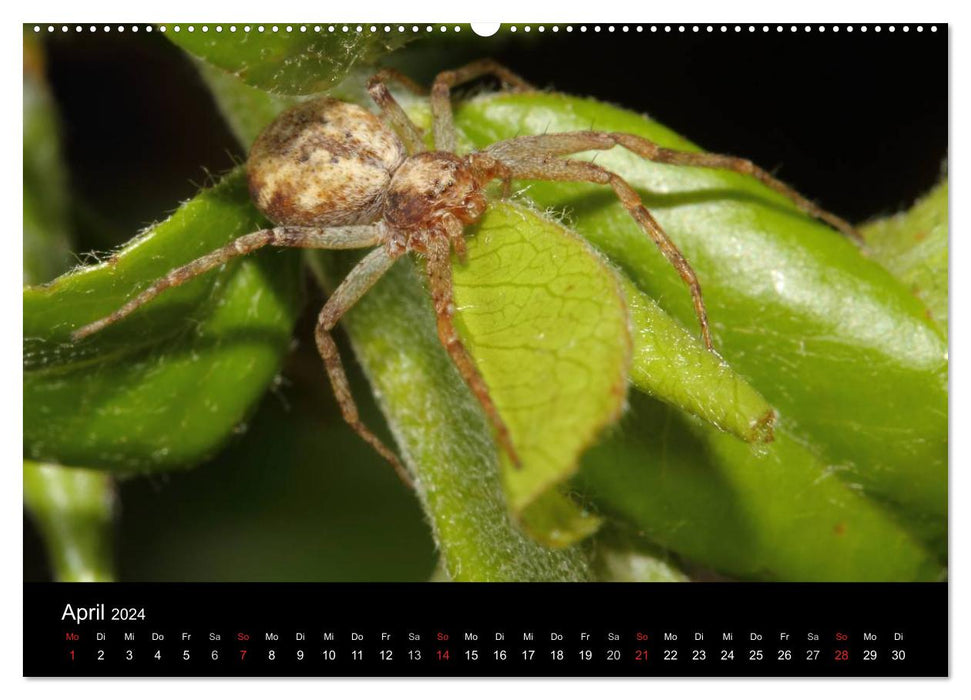 Unsere Spinnen - im Gespräch (CALVENDO Wandkalender 2024)