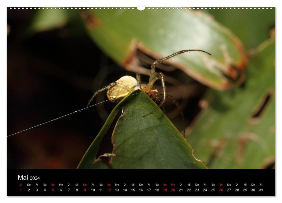 Unsere Spinnen - im Gespräch (CALVENDO Wandkalender 2024)