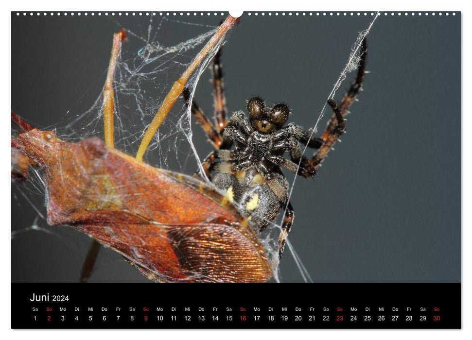 Nos araignées - en conversation (Calendrier mural CALVENDO 2024) 