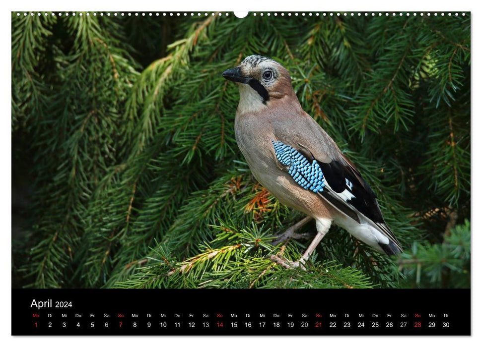 Eichelhäher der Waldpolizist (CALVENDO Premium Wandkalender 2024)