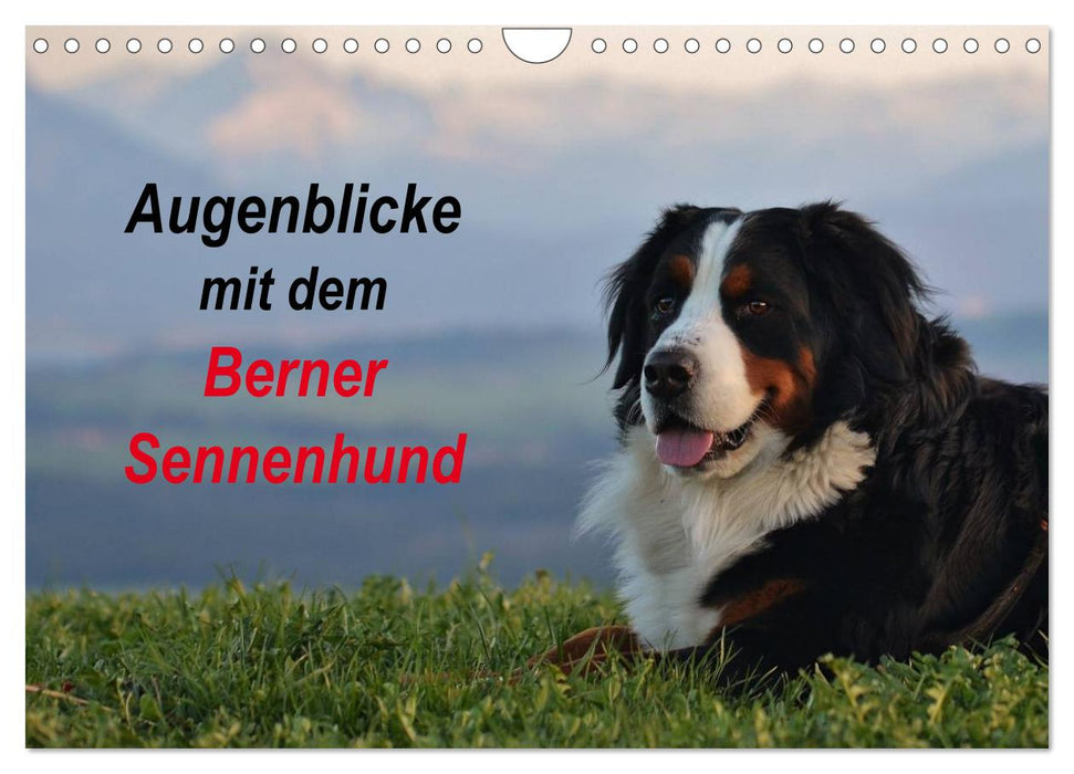 Augenblicke mit dem Berner Sennenhund (CALVENDO Wandkalender 2024)
