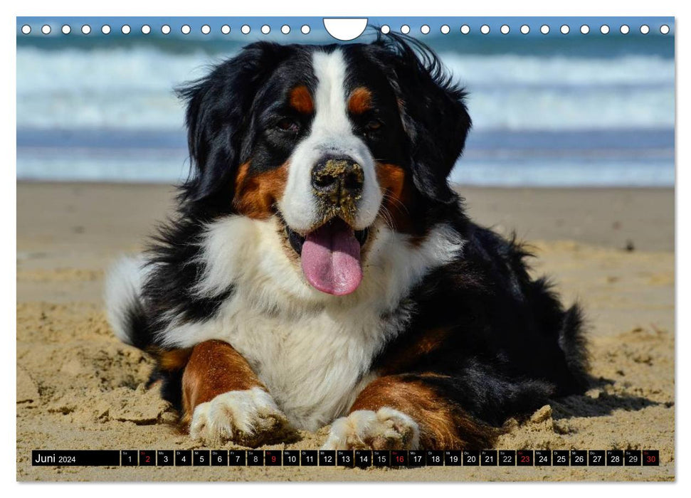 Moments with the Bernese Mountain Dog (CALVENDO wall calendar 2024) 