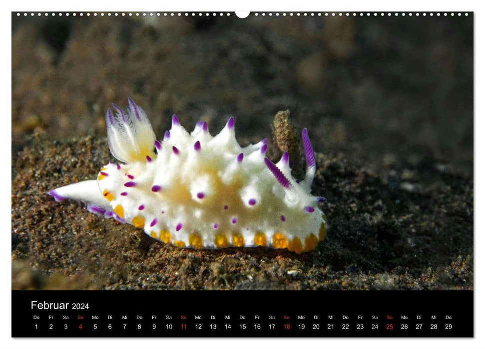 Unterwasserwelt Nacktschnecken (CALVENDO Wandkalender 2024)