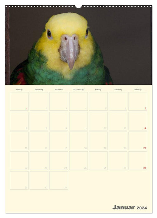 Kunterbunter Papageien-Planer (CALVENDO Premium Wandkalender 2024)