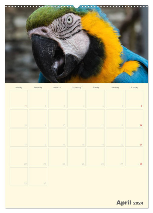 Kunterbunter Papageien-Planer (CALVENDO Premium Wandkalender 2024)