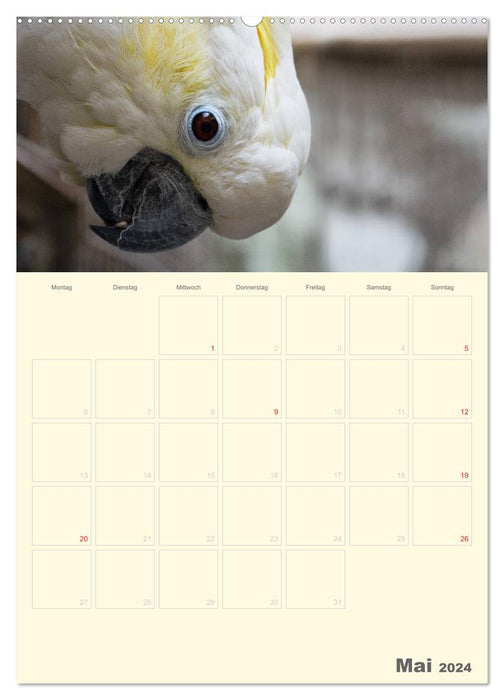 Kunterbunter Papageien-Planer (CALVENDO Premium Wandkalender 2024)