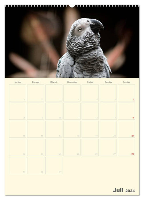 Kunterbunter Papageien-Planer (CALVENDO Premium Wandkalender 2024)