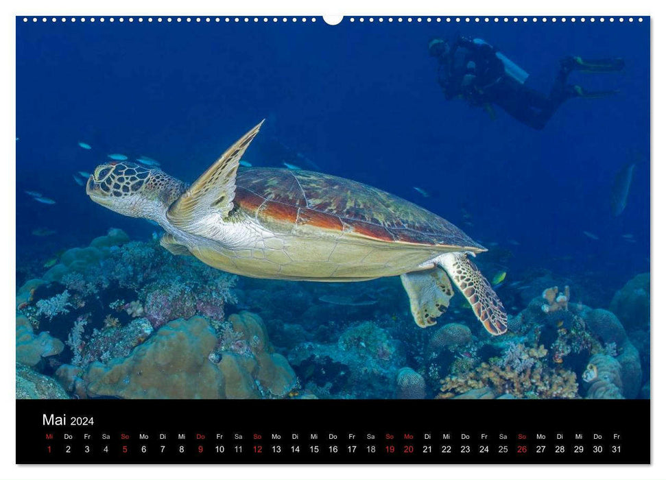 Faszinierendes Leben unter Wasser (CALVENDO Wandkalender 2024)