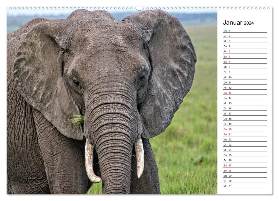 Elephants. Wildlife in Kenya (CALVENDO wall calendar 2024) 