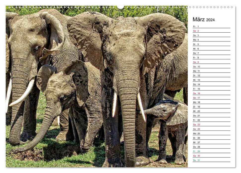 Elephants. Wildlife in Kenya (CALVENDO wall calendar 2024) 