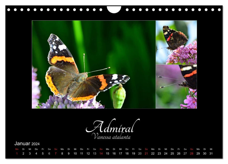 Schmetterlinge unserer Region (CALVENDO Wandkalender 2024)