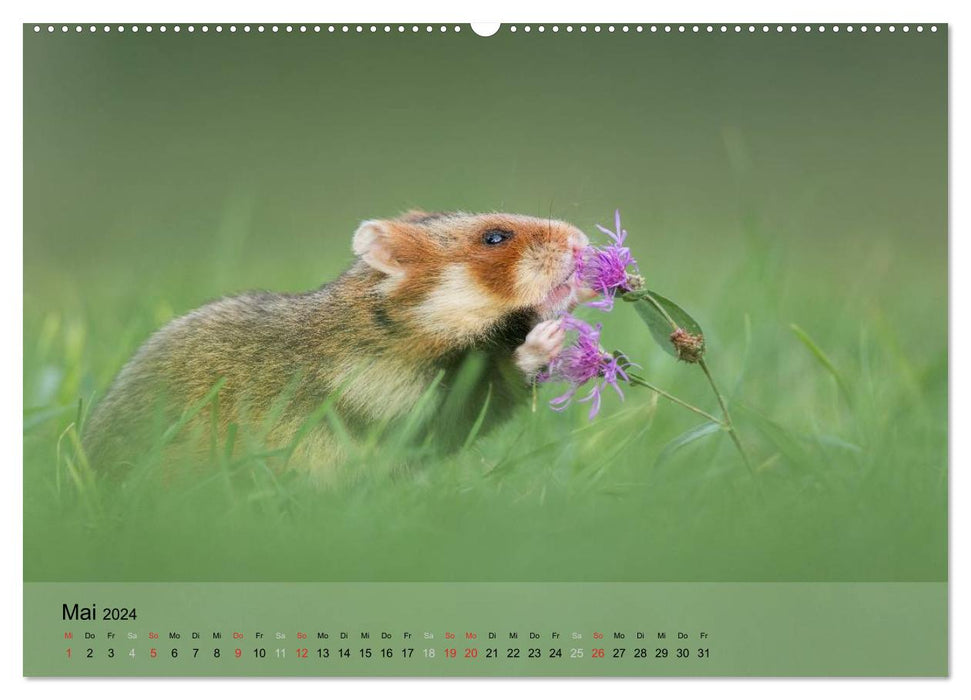Naturfotografie (CALVENDO Premium Wandkalender 2024)