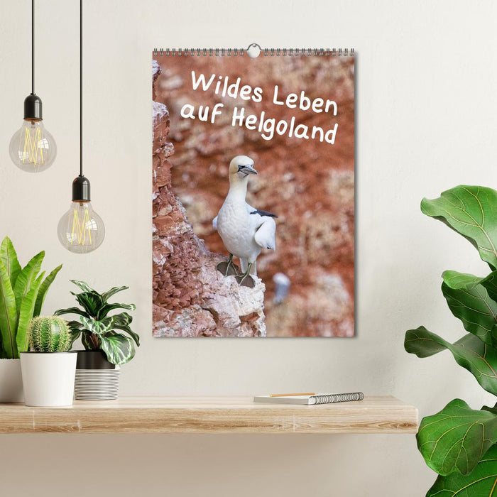 Wildes Leben auf Helgoland (CALVENDO Wandkalender 2024)