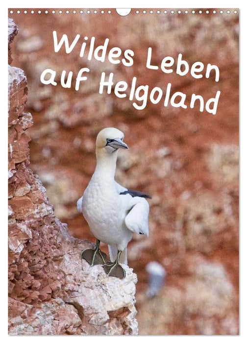 Wildes Leben auf Helgoland (CALVENDO Wandkalender 2024)