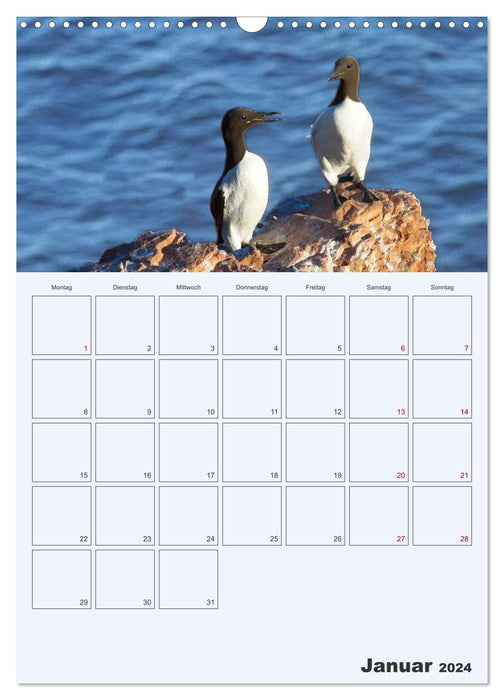 Wildes Leben auf Helgoland (CALVENDO Wandkalender 2024)