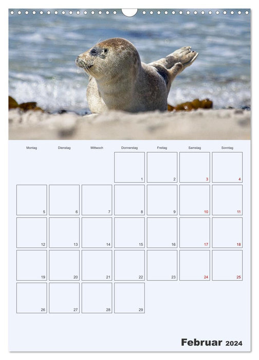 Wildes Leben auf Helgoland (CALVENDO Wandkalender 2024)