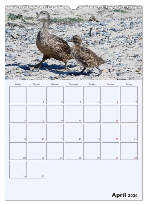 Wildes Leben auf Helgoland (CALVENDO Wandkalender 2024)