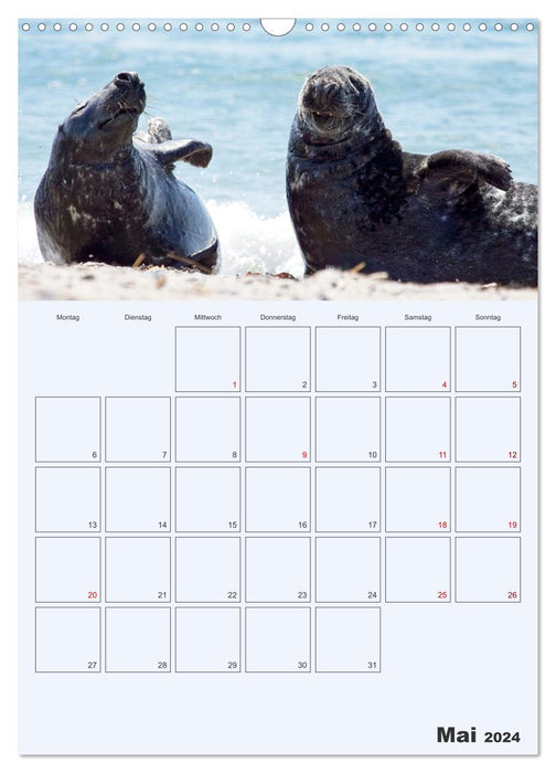 Vie sauvage à Helgoland (calendrier mural CALVENDO 2024) 