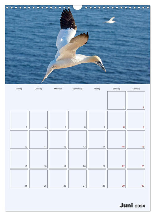 Wild life on Helgoland (CALVENDO wall calendar 2024) 