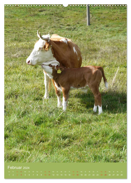 Forêt Noire et vaches au format portrait (calendrier mural CALVENDO 2024) 