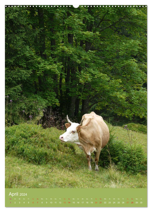 Forêt Noire et vaches au format portrait (calendrier mural CALVENDO 2024) 