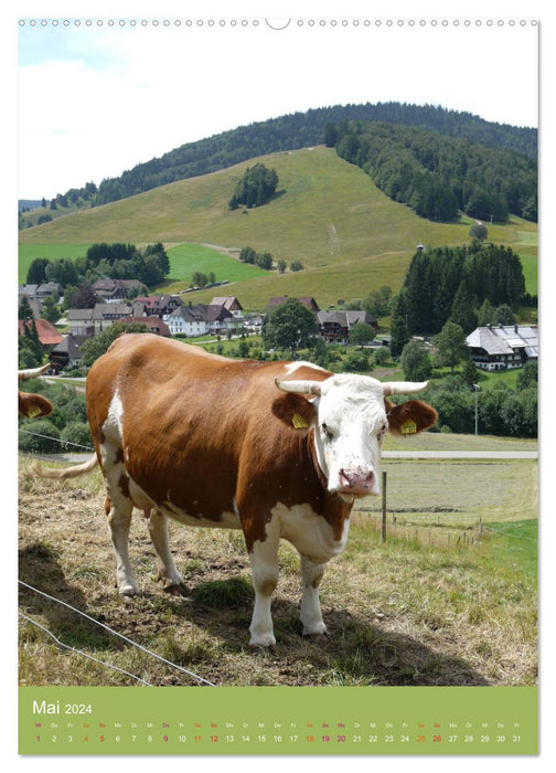 Forêt Noire et vaches au format portrait (calendrier mural CALVENDO 2024) 